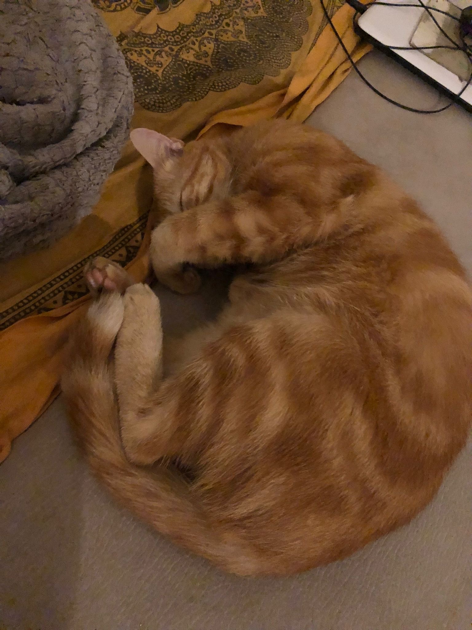 Profil de Drazic, 18 ans, Rencontre à Napierville