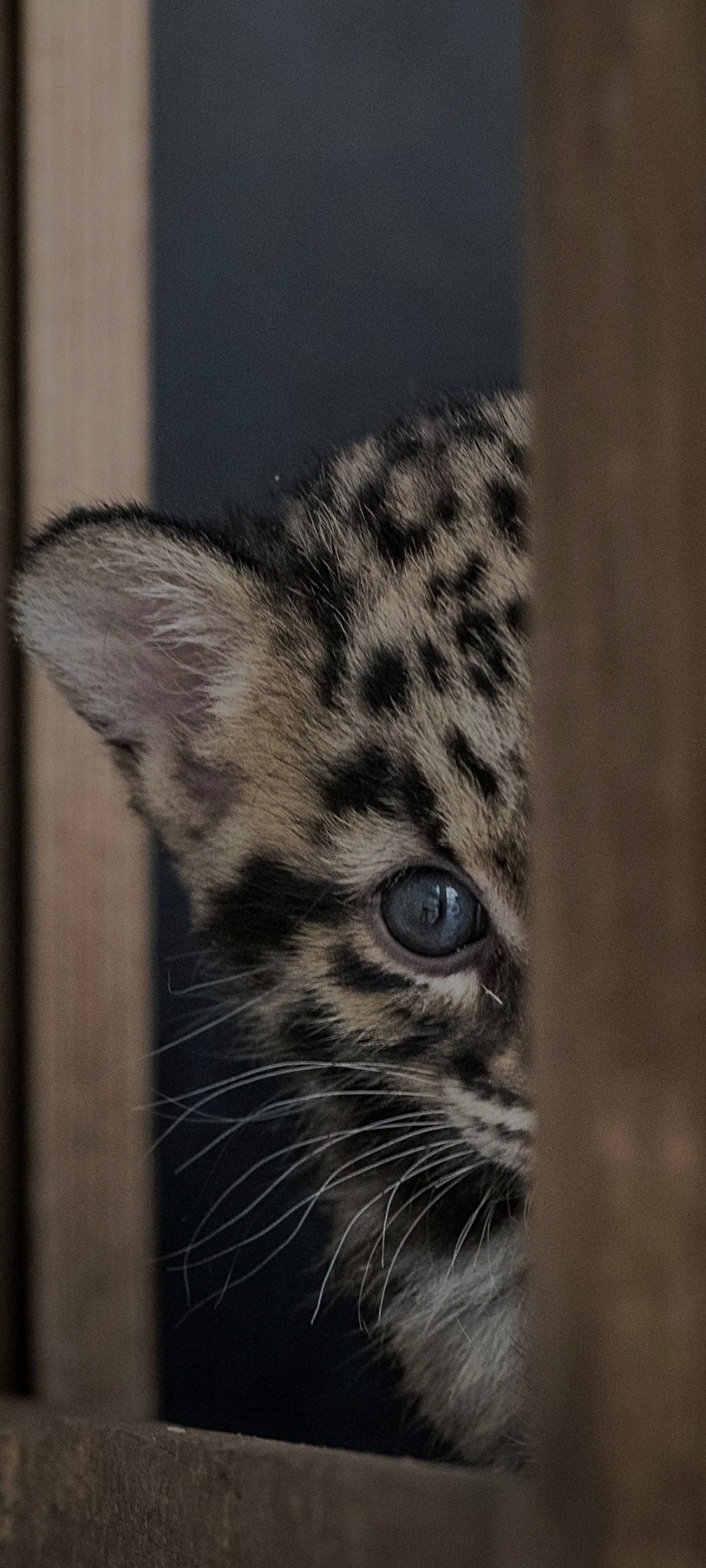 Profil de Denis, 39 ans, Rencontre à Rycroft